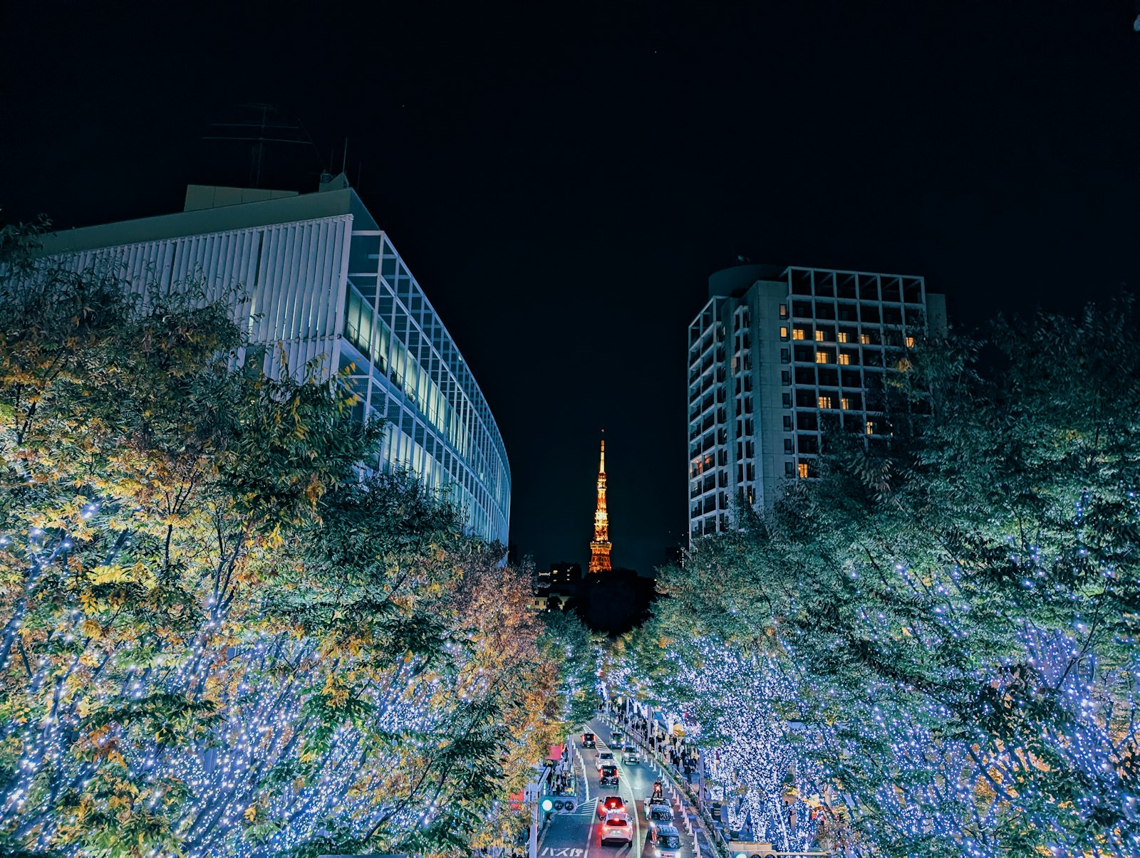 Street trees wrapped in golden lights in Tokyo in November, when night illuminations begin