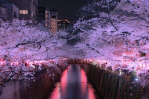 Illuminated cherry blossoms arching over the Meguro River during Tokyo cherry blossom night viewing season