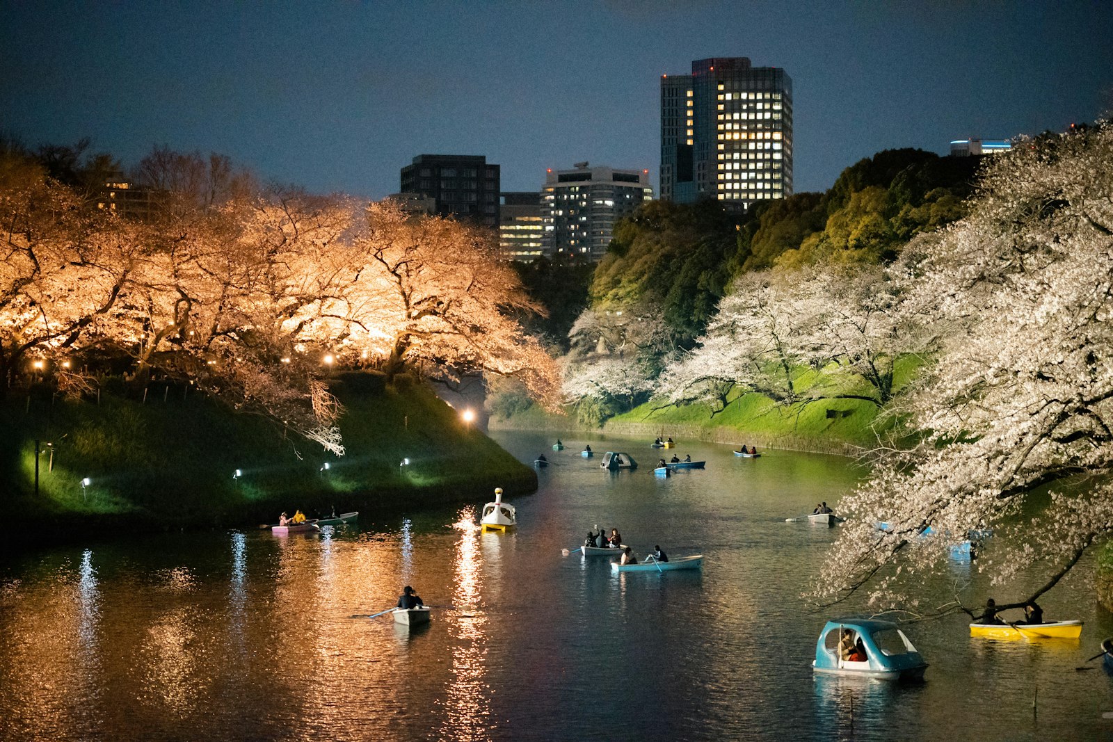 Cherry blossoms lit up over the Imperial Palace moat at Chidorigafuchi, a top Tokyo yozakura spot