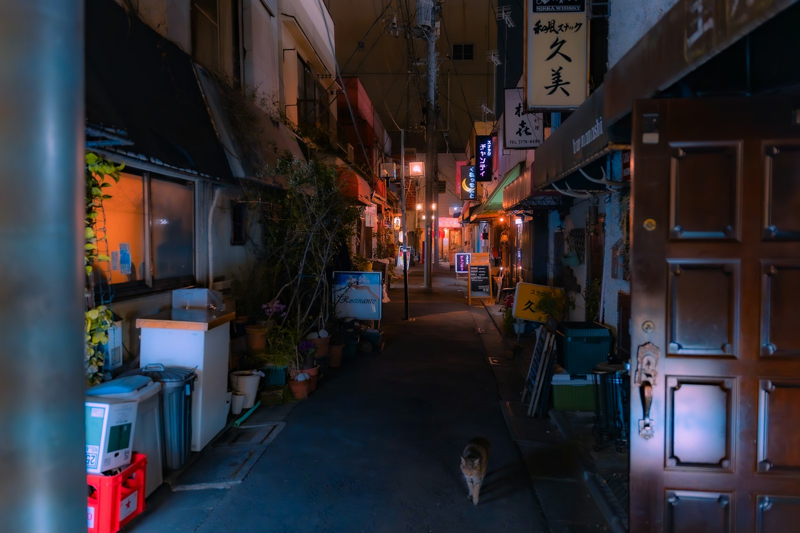 A cat curled up on a cushion in a softly lit Tokyo cat cafe in the evening