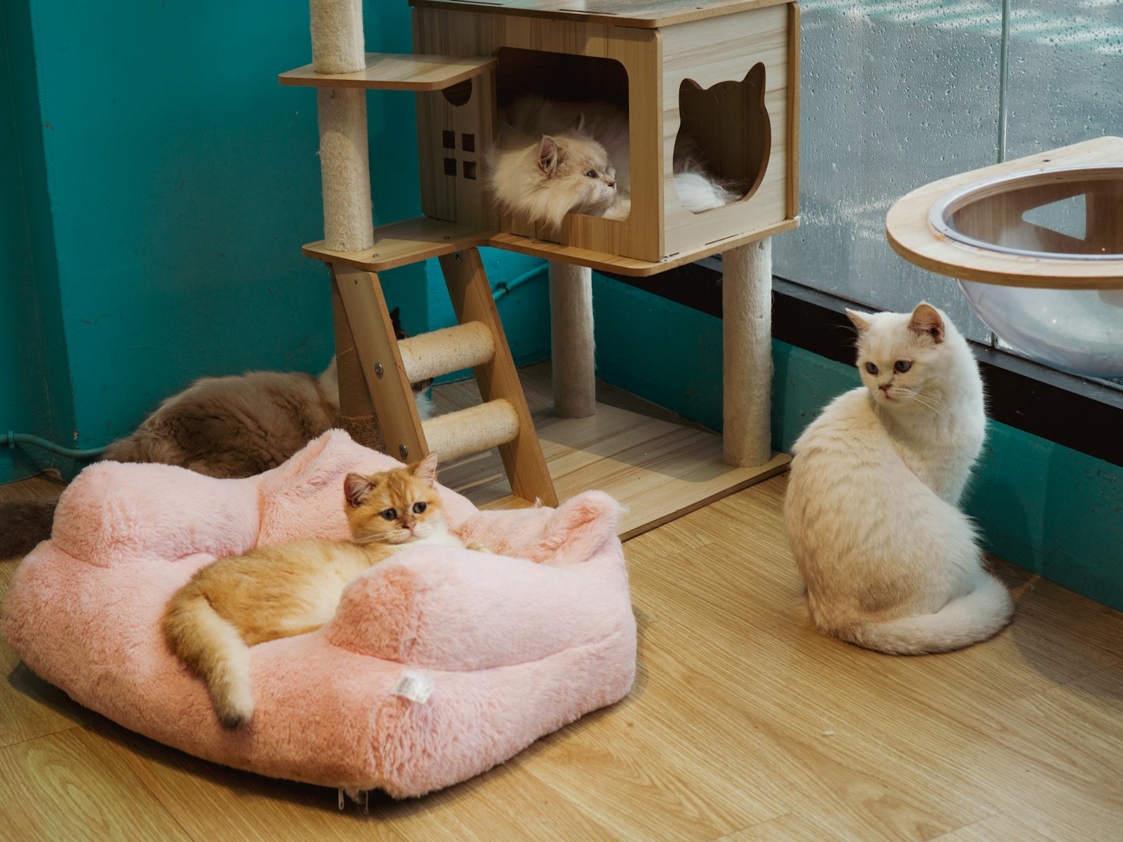 Cats lounging on cat trees inside a cat cafe in Tokyo, a popular evening spot for unwinding after work